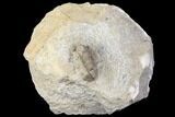 Bargain, Detailed Gerastos Trilobite Fossil - Morocco #141681-1
